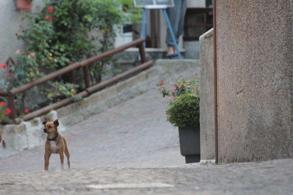 Locanda Genzianella Gargnano Dış mekan fotoğraf